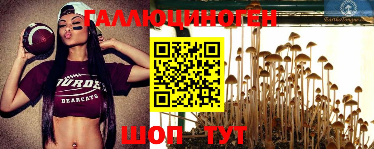 Буйнакск  Псилоцибиновые грибы Psilocybe  купить наркотик  Вход с VPN 